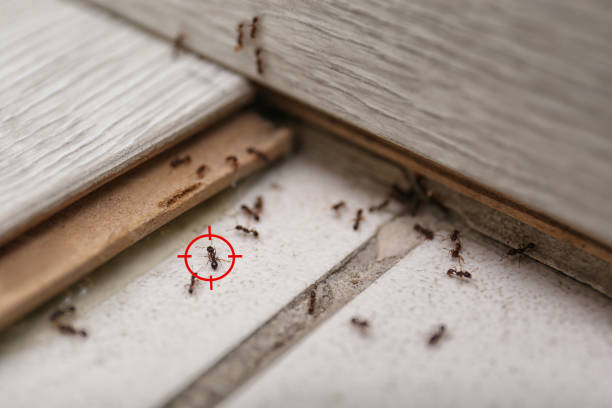 Best Local Pest Control Services  in Guadalupe, AZ