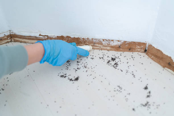 Best Ant Control Services  in Guadalupe, AZ